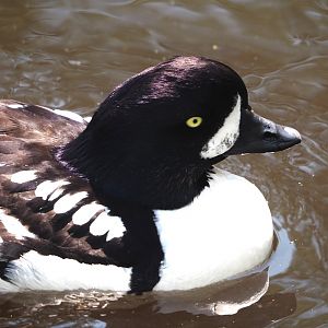 Barrow’s goldeneye (Bucephala islandica), 2024-05-23