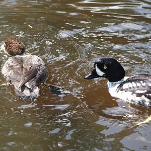Barrow’s goldeneyes (Bucephala islandica), 2024-05-24