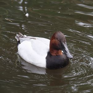 Canvasback (Aythya valisineria), 2024-05-21