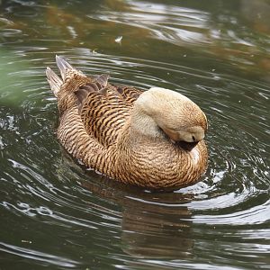 Spectacled eider (Somateria fischeri), 2024-05-21