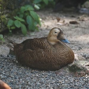 Spectacled eider (Somateria fischeri), 2024-05-23