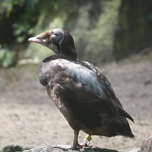 Spectacled eider (Somateria fischeri), 2024-05-24