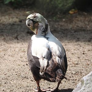 Spectacled eider (Somateria fischeri), 2024-05-24