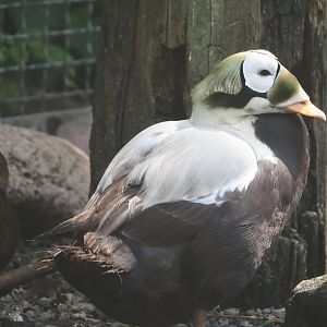 Spectacled eider (Somateria fischeri), 2024-05-23