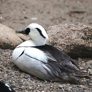 Smew (Mergellus albellus), 2024-05-21