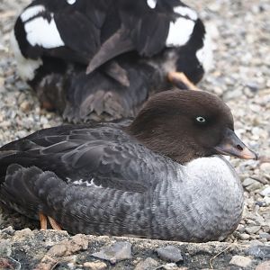 Female Barrow’s goldeneye (Bucephala islandica)2024-05-21