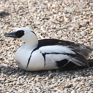 Smew (Mergellus albellus), 2024-05-24
