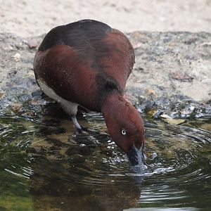 Ferruginous duck (Aythya nyroca), 2024-05-21
