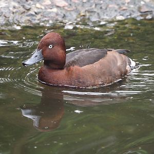Ferruginous duck (Aythya nyroca), 2024-05-21