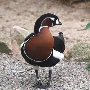 Red-breasted goose (Branta ruficollis), 2024-05-21