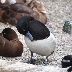 Lesser scaup (Aythya affinis), 2024-05-21