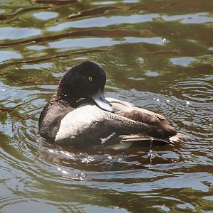 Lesser scaup (Aythya affinis), 2024-05-23