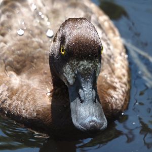 Lesser scaup (Aythya affinis), 2024-05-23