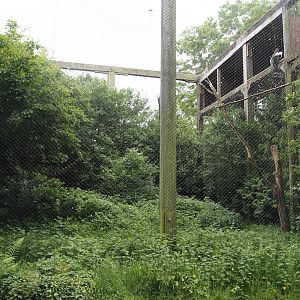 Steller's sea eagle aviary, 2024-05-21