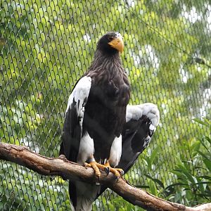 Steller's sea eagle  (Haliaeetus pelagicus), 2024-05-21