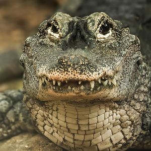 Chinese alligator : Crocodiles of the World : 05 Jul 2024