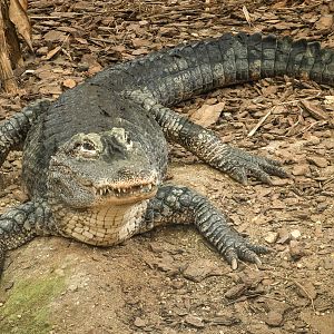 Chinese alligator : Crocodiles of the World : 05 Jul 2024