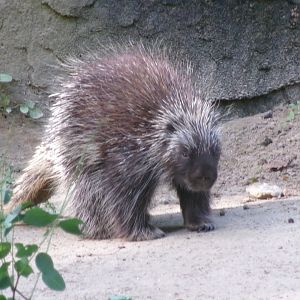 North American porcupine
