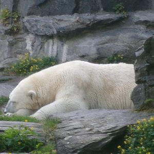 Polar bear