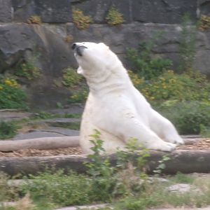 Polar bear