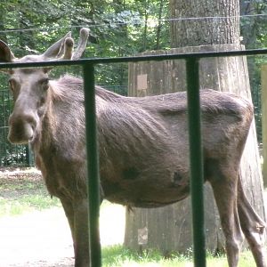 Eurasian elk