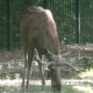 Eurasian elk