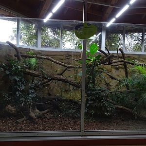 Reptile house: Rough-necked monitor enclosure