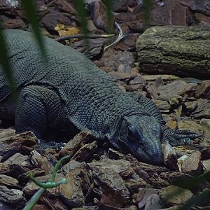 Rough-necked monitor (Varanus rudicollis)