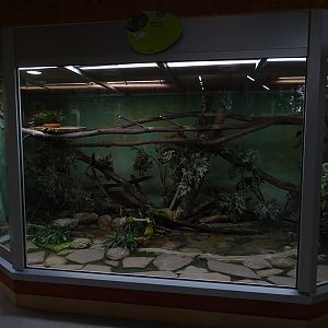 Reptile House: Sail-fin lizard enclosure