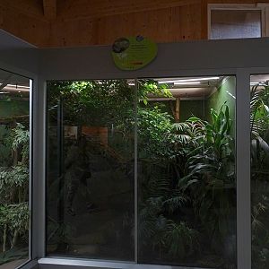 Reptile House: Madagascar tree boa enclosure