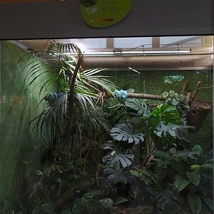 Reptile House: Green tree python enclosure