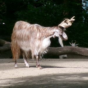 Girgetana goat