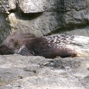 Indian crested porcupine