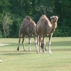 Dromedary camels