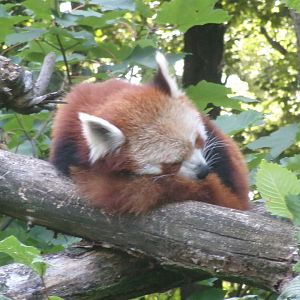 Nepalese red panda