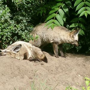 South African bat-eared fox