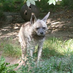 Arabian striped hyena