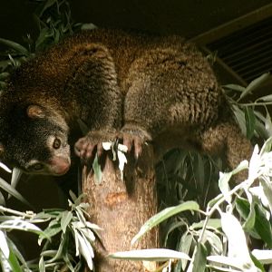 Bear cuscus