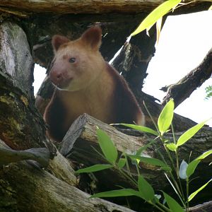 Goodfellow's Tree-kangaroo