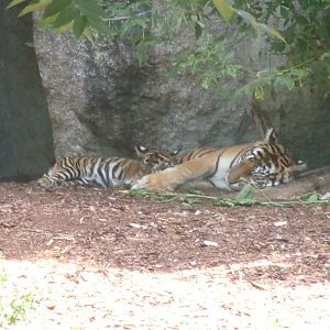 Sumatran tigers