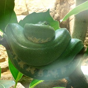 Green tree python