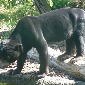 Sun bear