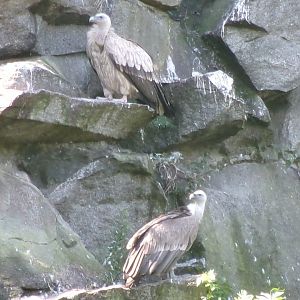 Western Eurasian griffon vultures