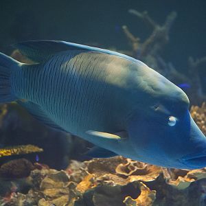 Napoleon Wrasse