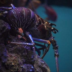 Caribbean Spiny Lobster
