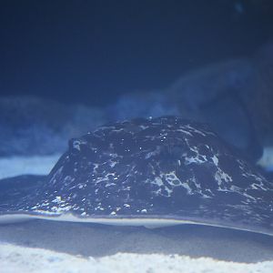 Black Blotched Stingray