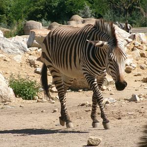 Hartmann's mountain zebra