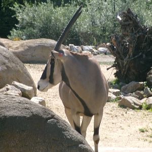 Beisa oryx