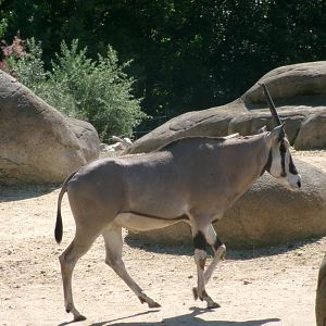 Beisa oryx