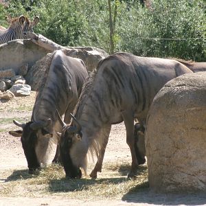 Eastern white-bearded wildebeest